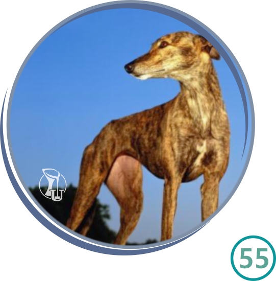 55-GALGOS